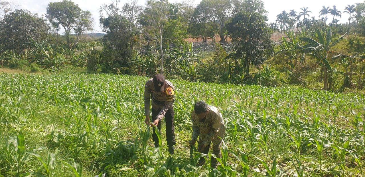 Polsek Galang Manfaatkan Lahan Tidur untuk Ketahanan Pangan, Dukung Program Nasional