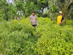 Bhabinkamtibmas Polresta Banyuwangi Dukung Ketahanan Pangan dalam Program Pemanfaatan Lahan Pekarangan Dengan Tanaman Cabai