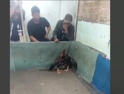 Breaking News, Diminta kepada APH untuk Bertindak pada Kegiatan Sabung Ayam di Kp. Nanas