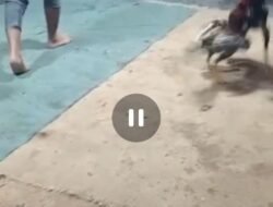 Sabung Ayam dan Kartu di Tiban Kampung Bebas Beroperasi, Diduga Adanya Pembiaraan Diminta Kapolresta Barelang Bubarkan