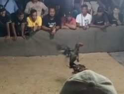 Dugaan Perjudian Sabung Ayam dan Dadu di Cimpedak Sagulung Sangat Meresahkan Diminta APH jangan Tutup Mata